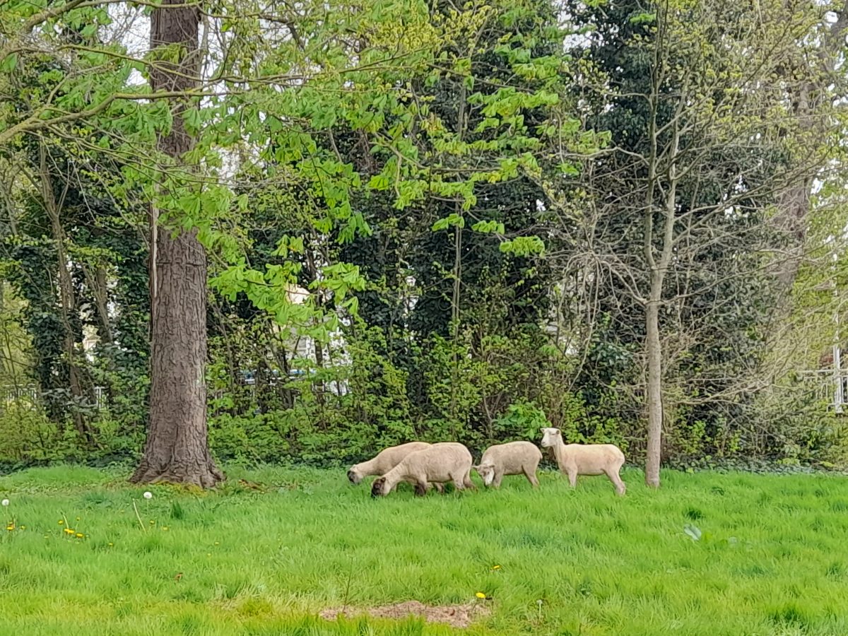 photo du troupeau de moutons Landes de Bretagne dans le parc de la résidence Clair Soleil de Mondeville