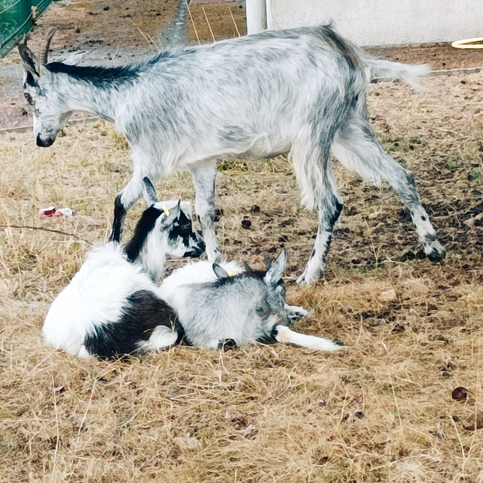 Quelques semaines de repos pour les troupeaux de chèvres et moutons