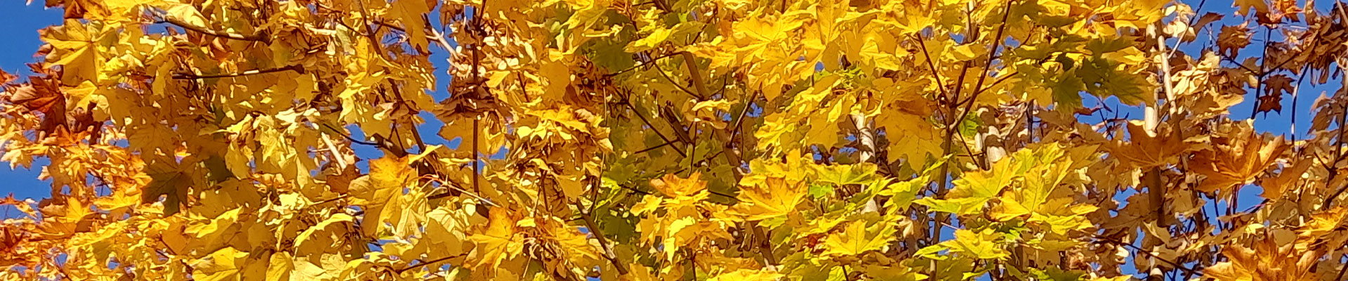 automne