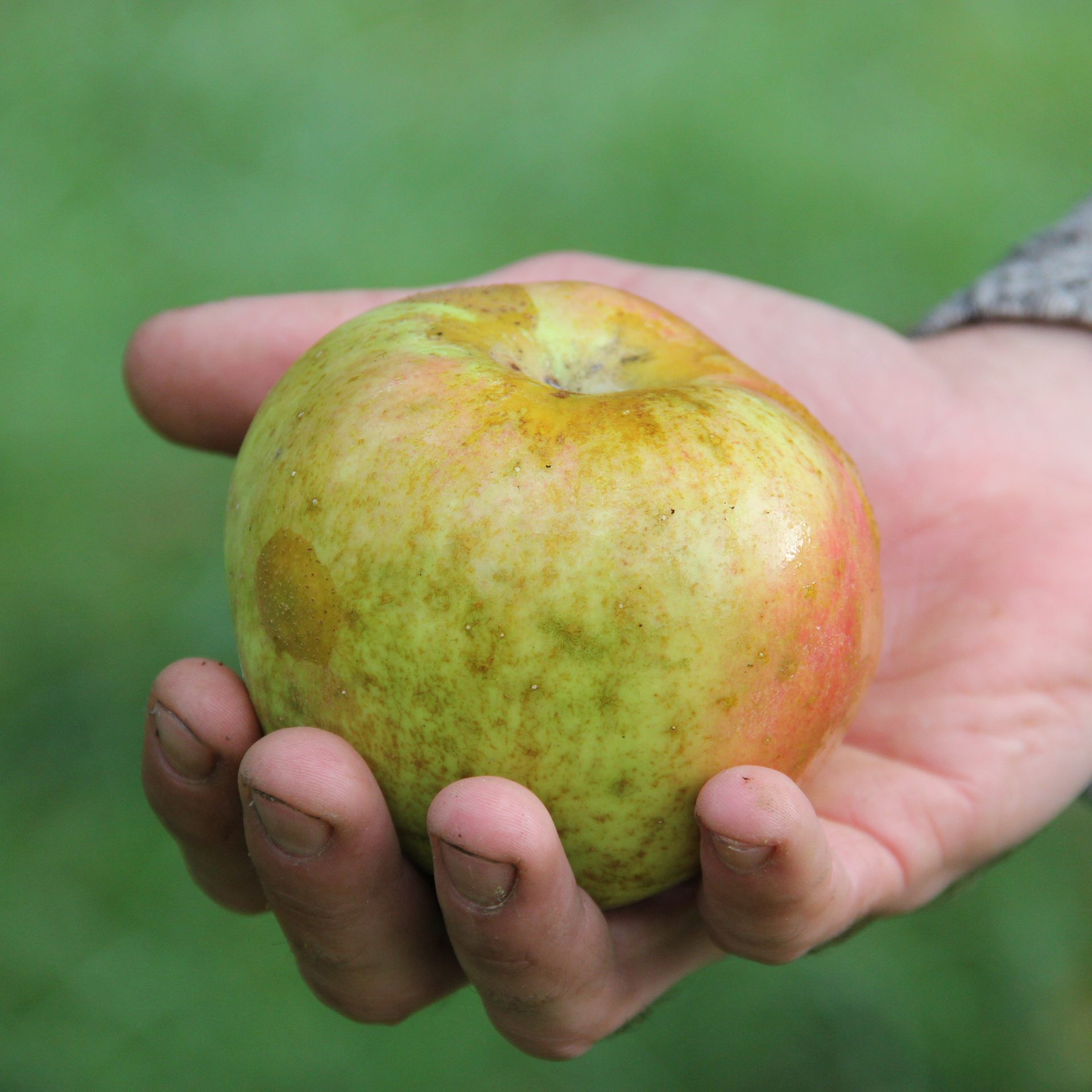 Des pommes made in Mondeville