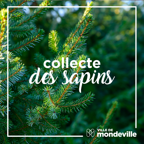 5 points de collecte pour recycler vos sapins de Noël
