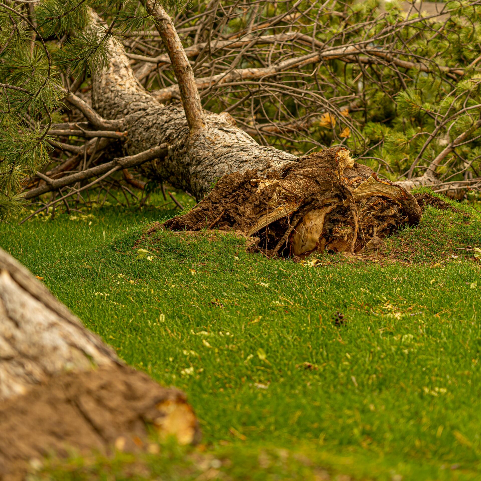 Parcs et Jardins temporairement fermés au public
