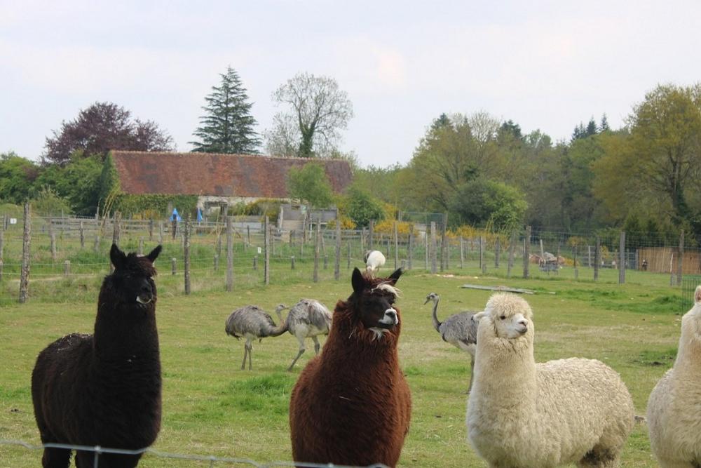 Parc animalier d'Ecouves