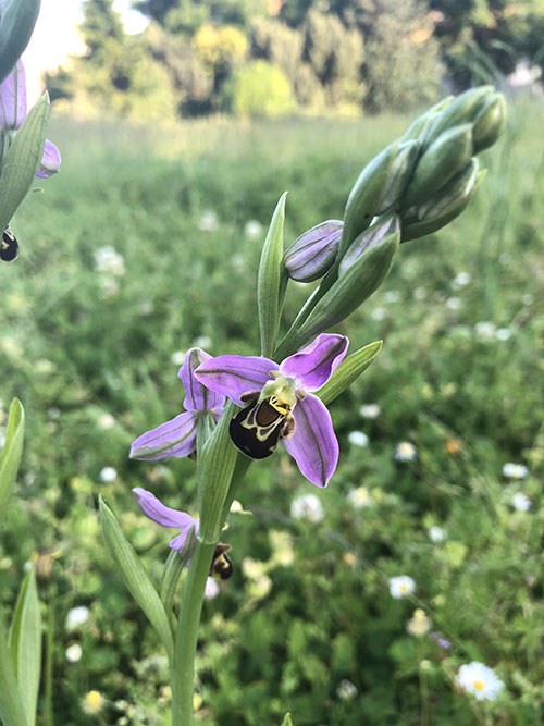 Biodiversité