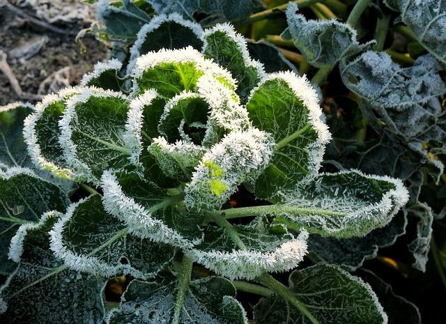 Entretien du potager en hiver