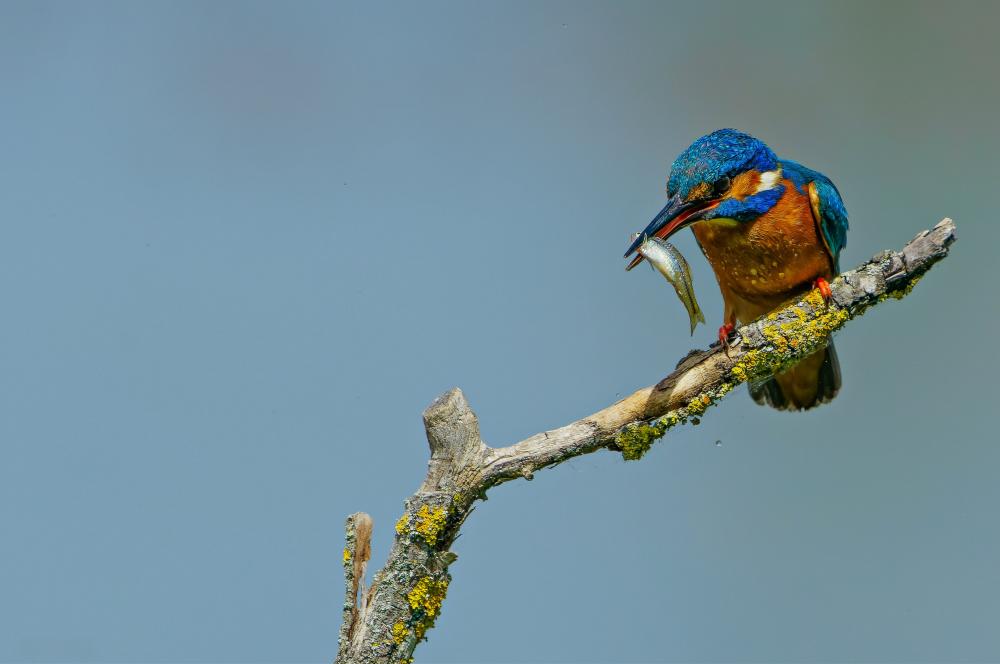 Oiseaux et plantes : qui profite de qui ?