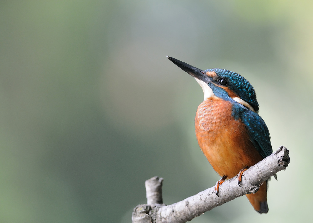 Balade ornithologique