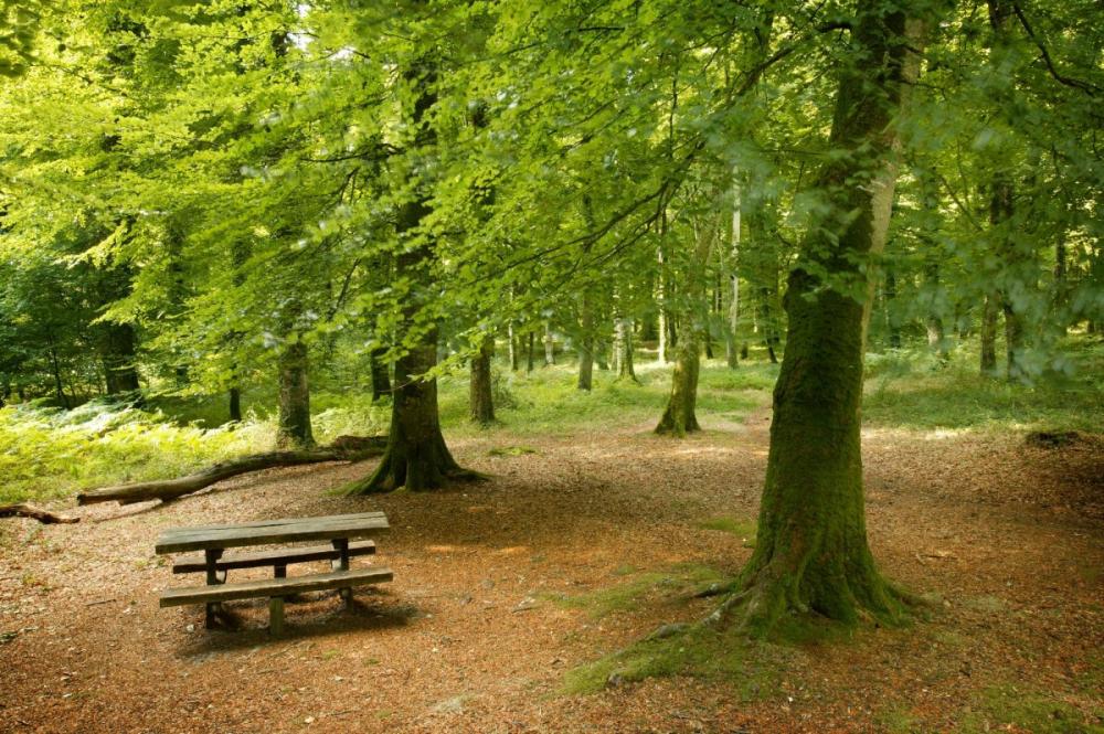Sortie ludique forêt de Cerisy