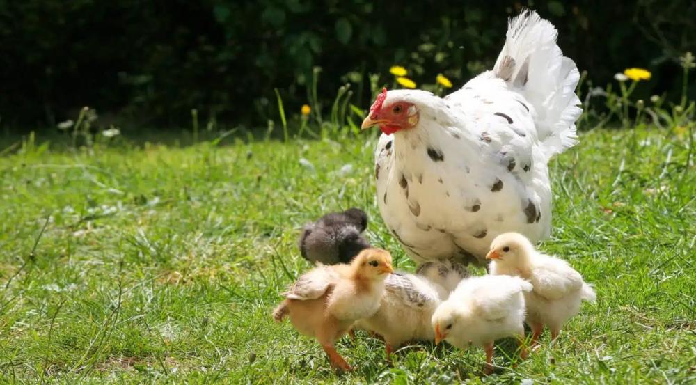 Ferme pédagogique intergénérationnelle