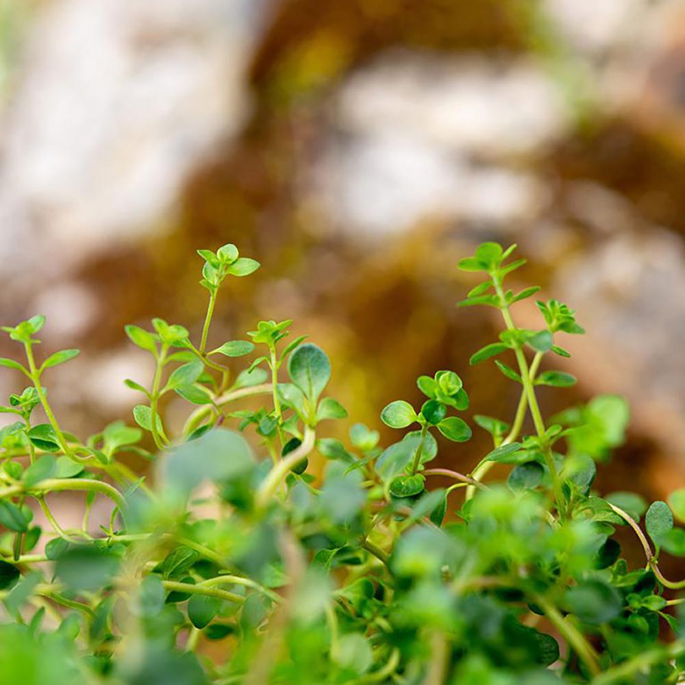 QUELLES PLANTES POUR LES  SPORTIVES ? 