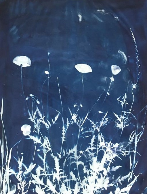 Photographie - Cyanotype